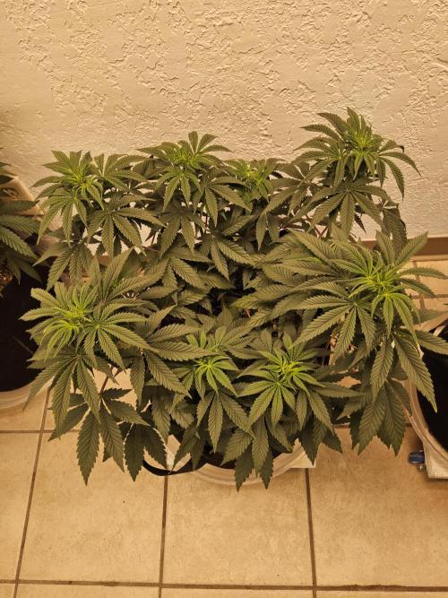 Fast Mystery. Week 8