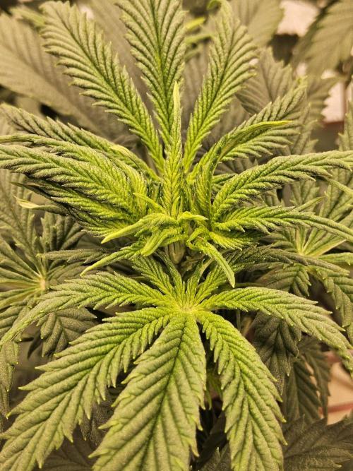 Fast Mystery. Week 8