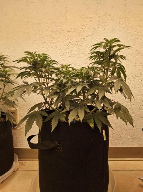 Fast Mystery. Week 8