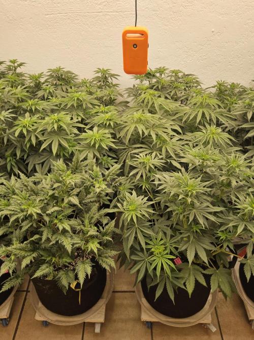 Fast Mystery. Week 8