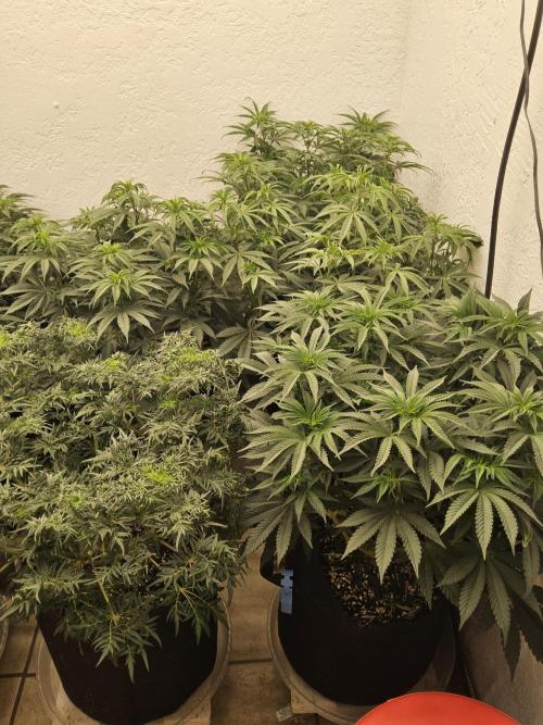 Fast Mystery. Week 8