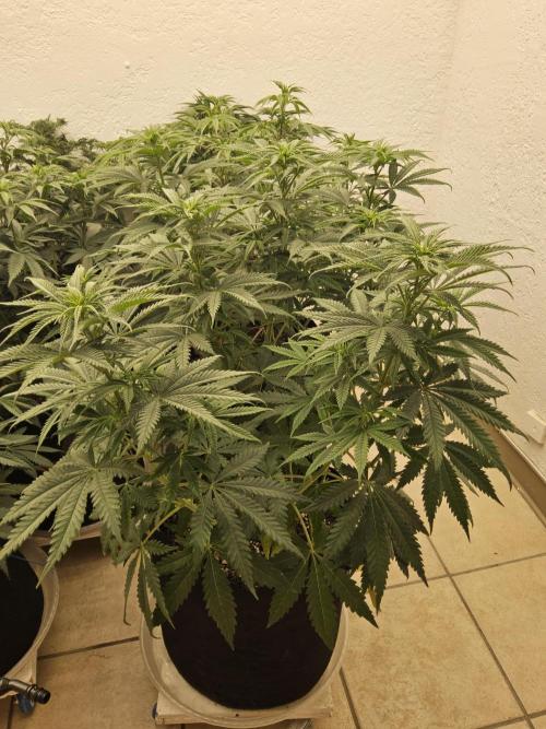 Freaky Skunk. Week 8