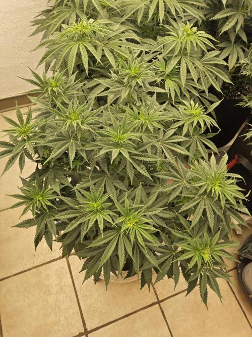 Pure go fast. Week 7