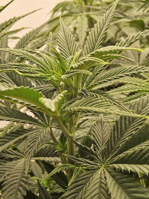 Pure go fast. Week 7