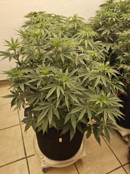 Pure go fast. Week 7