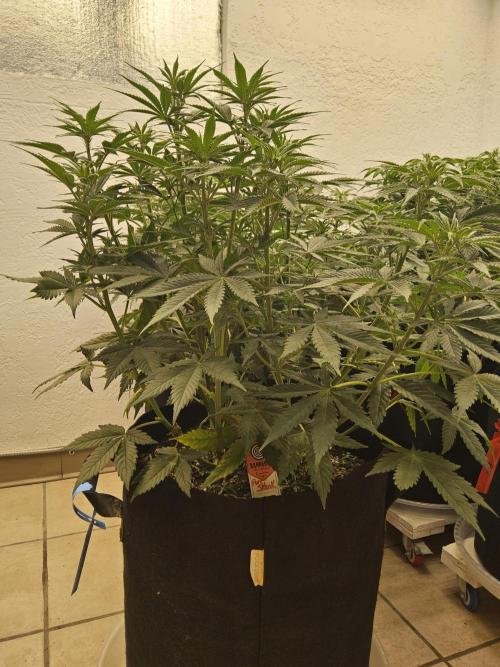 Pure go fast. Week 7