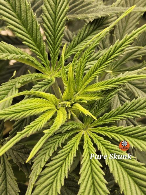 Pure go fast. Week 7