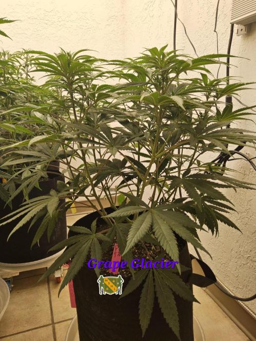 Grape Glacier. Week 7