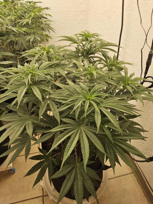 Grape Glacier. Week 7