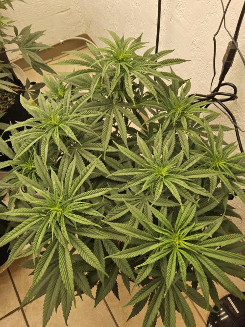 Grape Glacier. Week 7