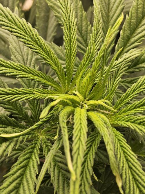 Grape Glacier. Week 7