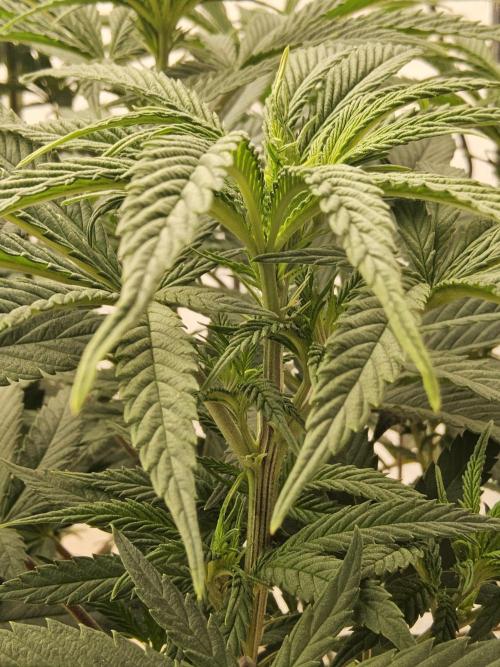 Grape Glacier. Week 7