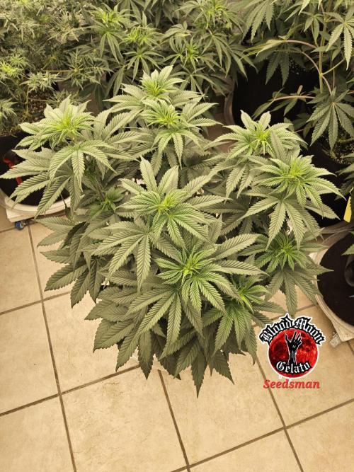 Seedsman Blood. Week 8