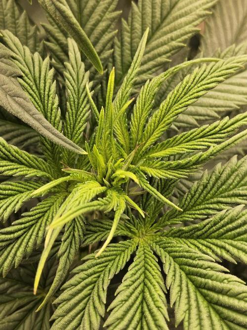 Seedsman Blood. Week 8