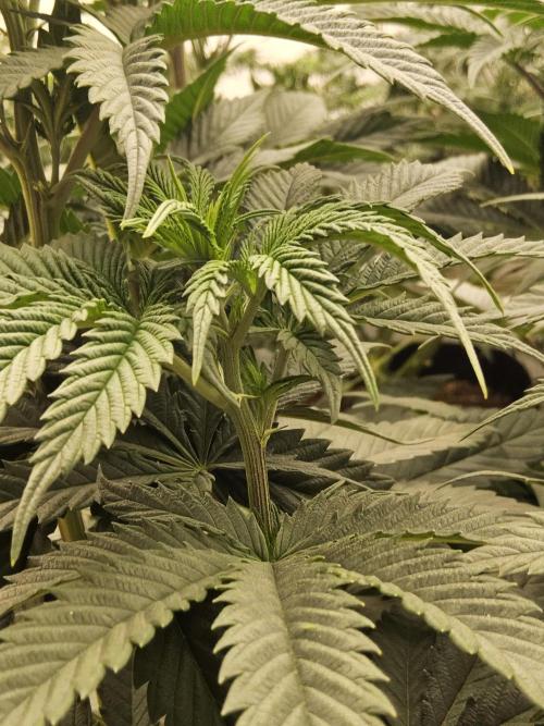 Seedsman Blood. Week 8