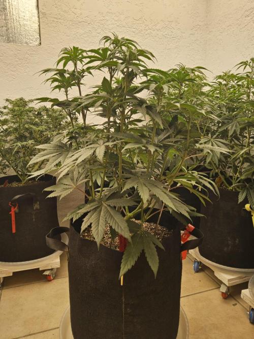 Seedsman Blood. Week 8