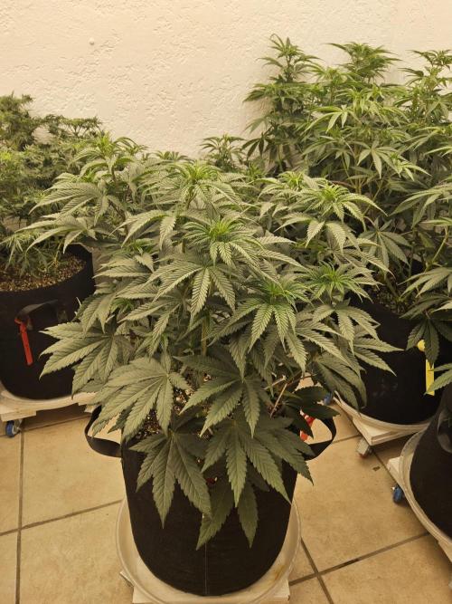 Seedsman Blood. Week 8