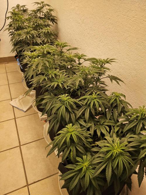 Seedsman Blood. Week 8