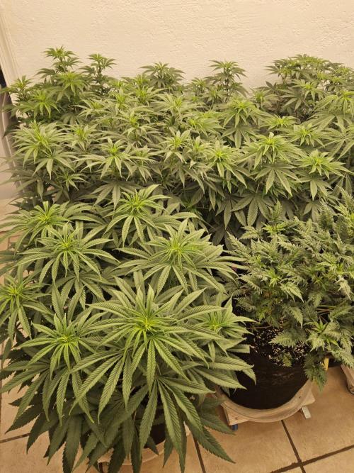 Seedsman Blood. Week 8