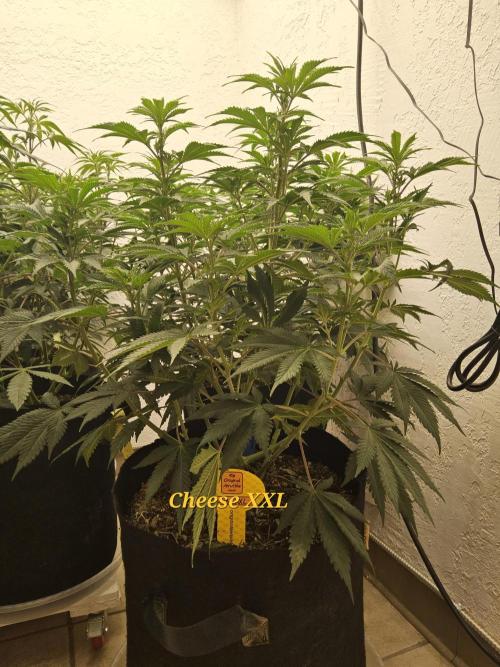 Original XXL. Week 8