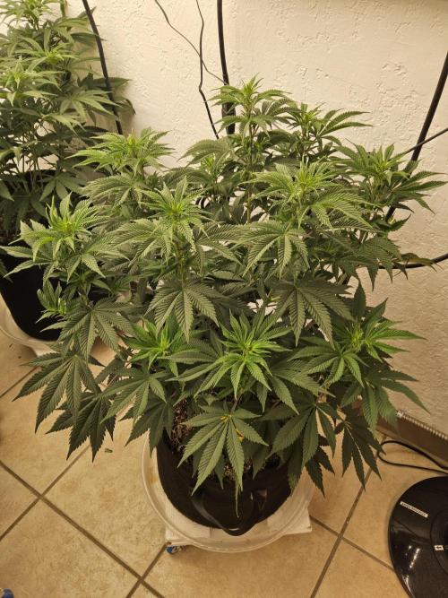 Original XXL. Week 8