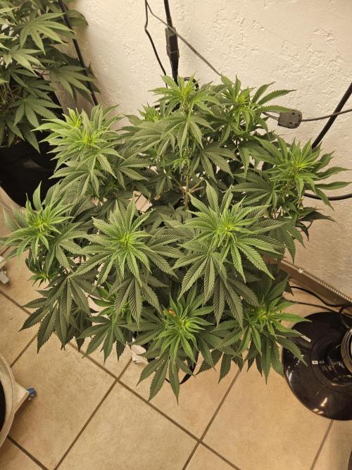 Original XXL. Week 8