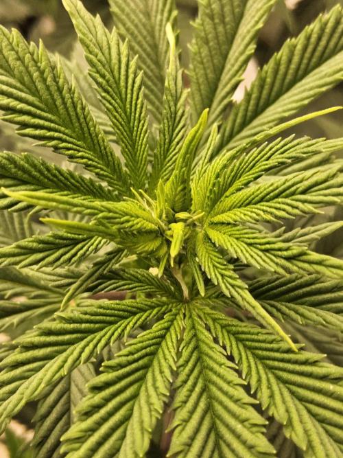 Original XXL. Week 8