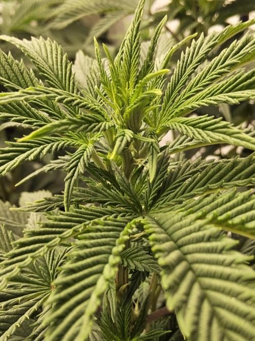 Original XXL. Week 8