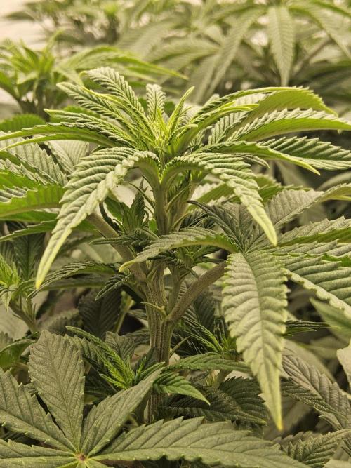 The Truffle of MSNL. Week 7