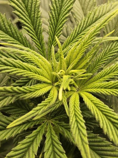 The Truffle of MSNL. Week 7