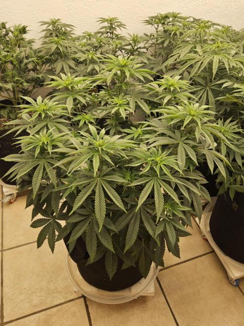 The Truffle of MSNL. Week 7