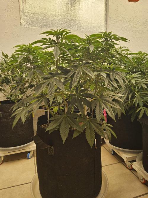 The Truffle of MSNL. Week 7