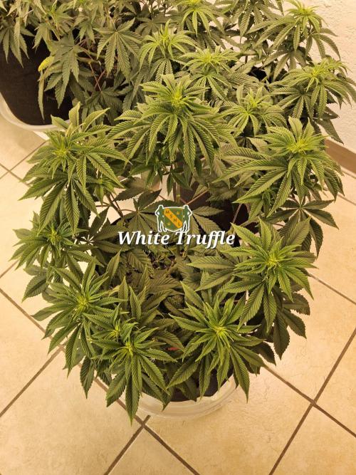 The Truffle of MSNL. Week 7