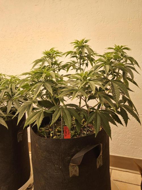 The Truffle of MSNL. Week 7