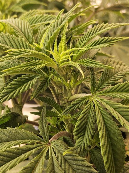 The Truffle of MSNL. Week 7