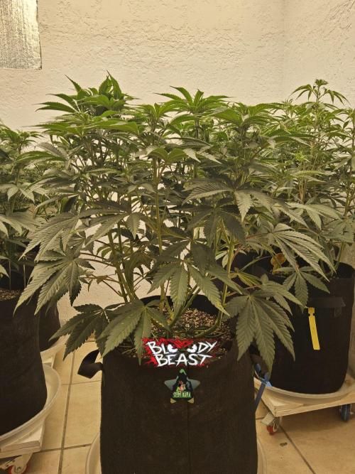 A Mafia Beast. Week 8