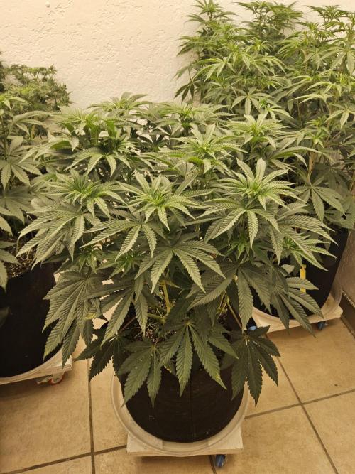 A Mafia Beast. Week 8