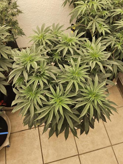 A Mafia Beast. Week 8