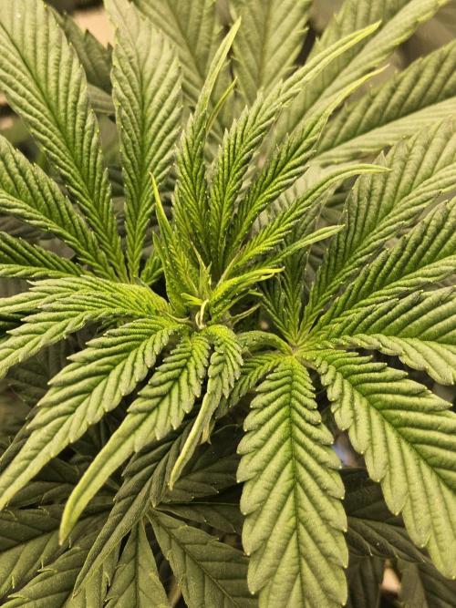 A Mafia Beast. Week 8