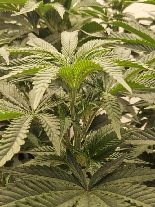 A Mafia Beast. Week 8