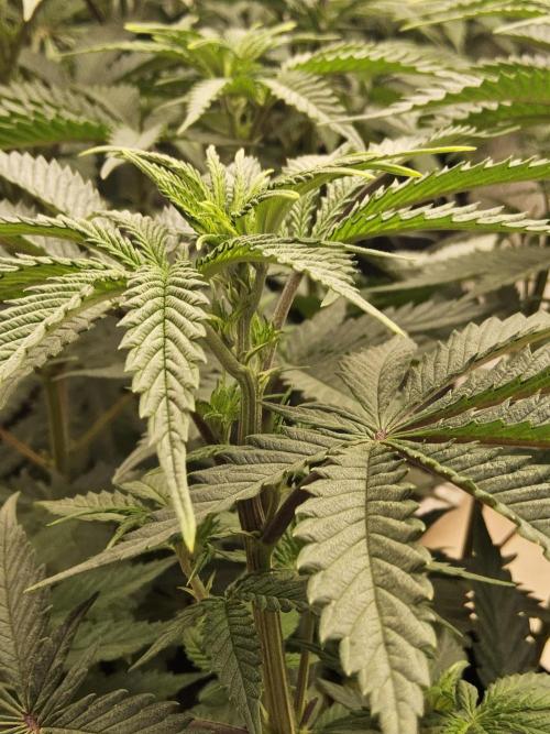 Freaky Cheese. Week 8