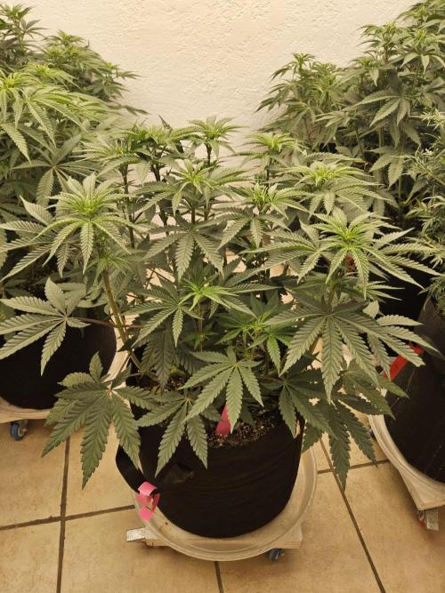 Freaky Cheese. Week 8