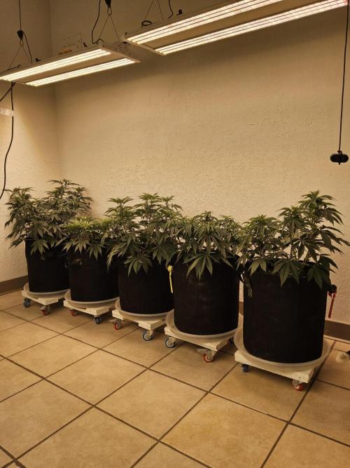 Freaky Cheese. Week 8