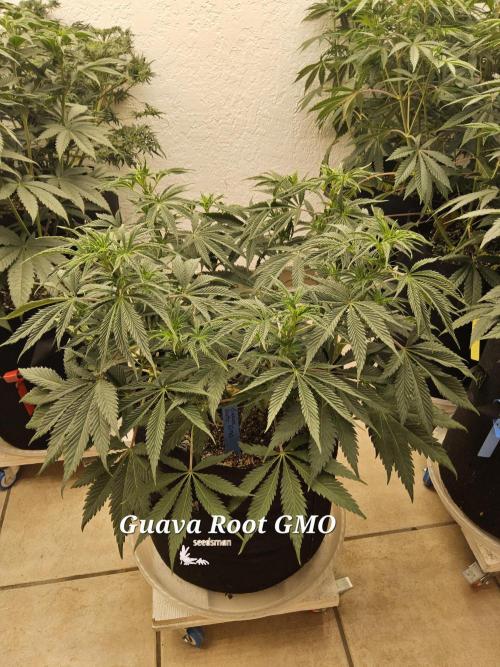 Sweet Guava Root. Week 8