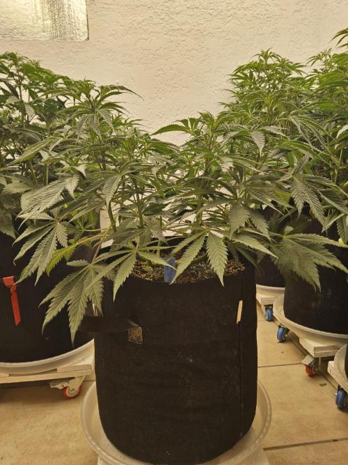 Sweet Guava Root. Week 8