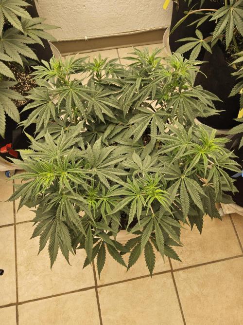 Sweet Guava Root. Week 8