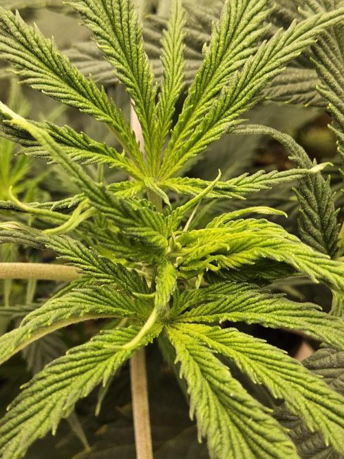 Sweet Guava Root. Week 8