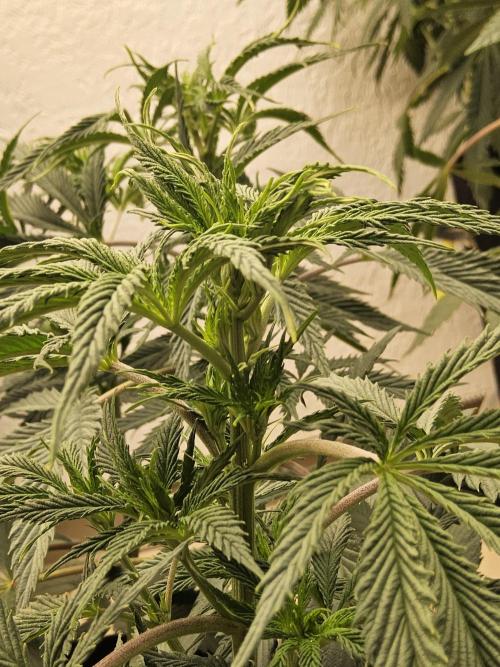 Sweet Guava Root. Week 8