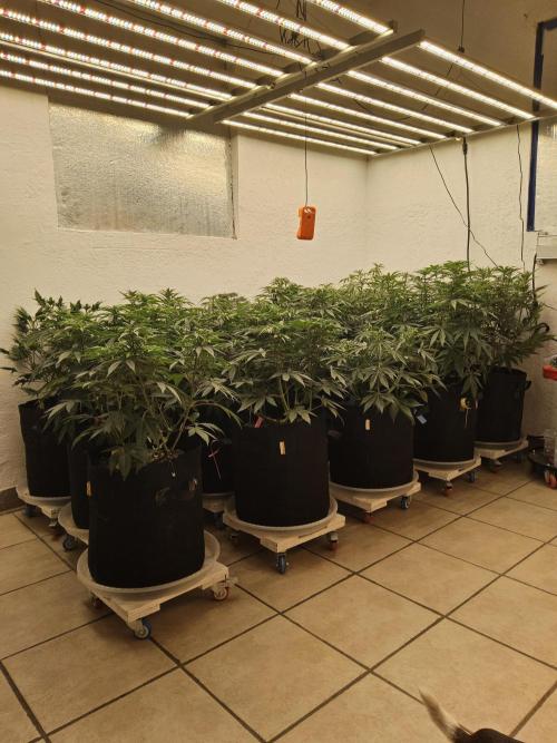 Sweet Guava Root. Week 8