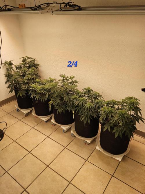 Sweet Guava Root. Week 8